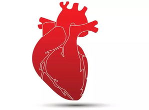 心脏健康的重要性有哪些方面